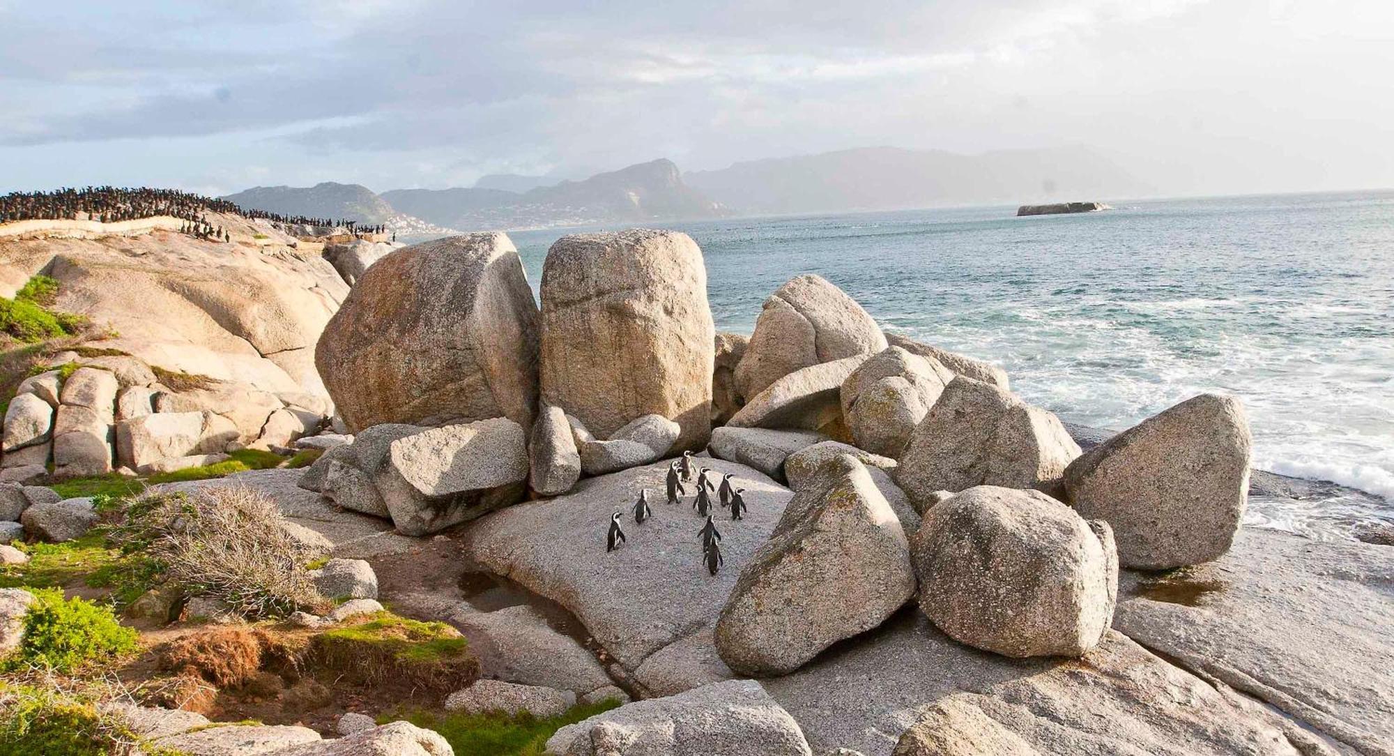 Avian Leisure Daire Simonʼs Town Dış mekan fotoğraf