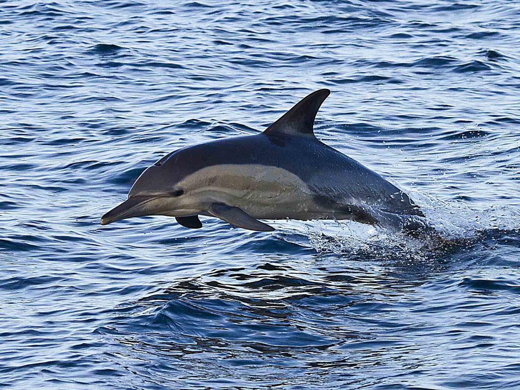Avian Leisure Daire Simonʼs Town Dış mekan fotoğraf