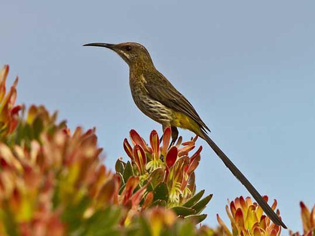 Avian Leisure Daire Simonʼs Town Dış mekan fotoğraf